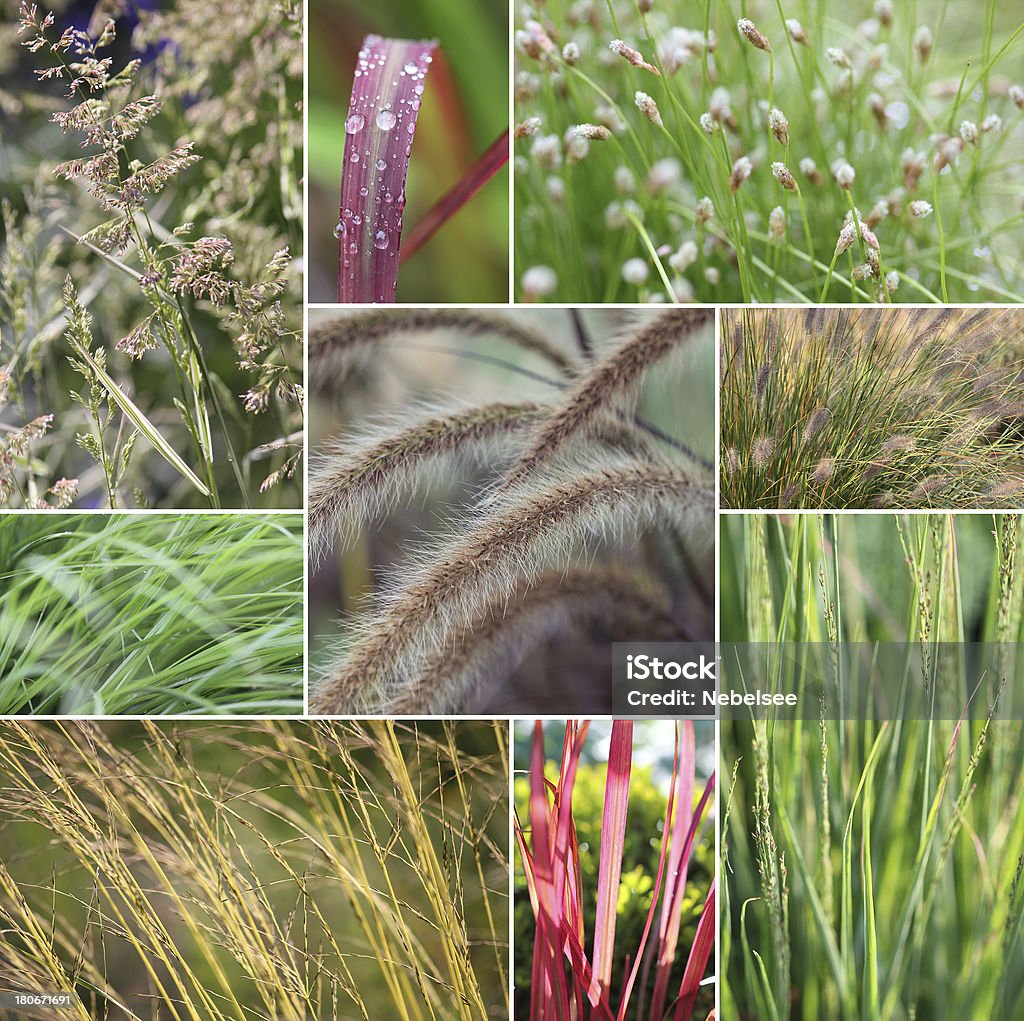 Grass collage Japanese Silver Grass Stock Photo