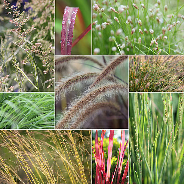 Grass collage stock photo