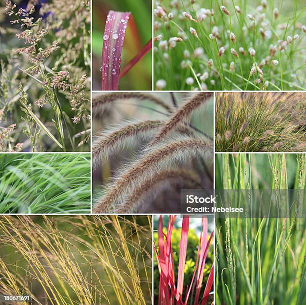 Grass Collage Stock Photo - Download Image Now - Japanese Silver Grass, Flowerbed, Fountain Grass