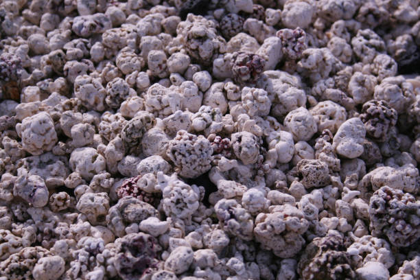 istock Jeju Island coral beach close-up 1806717601