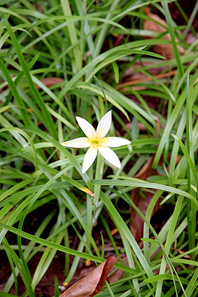 istock White flowers in the garden. 180673062