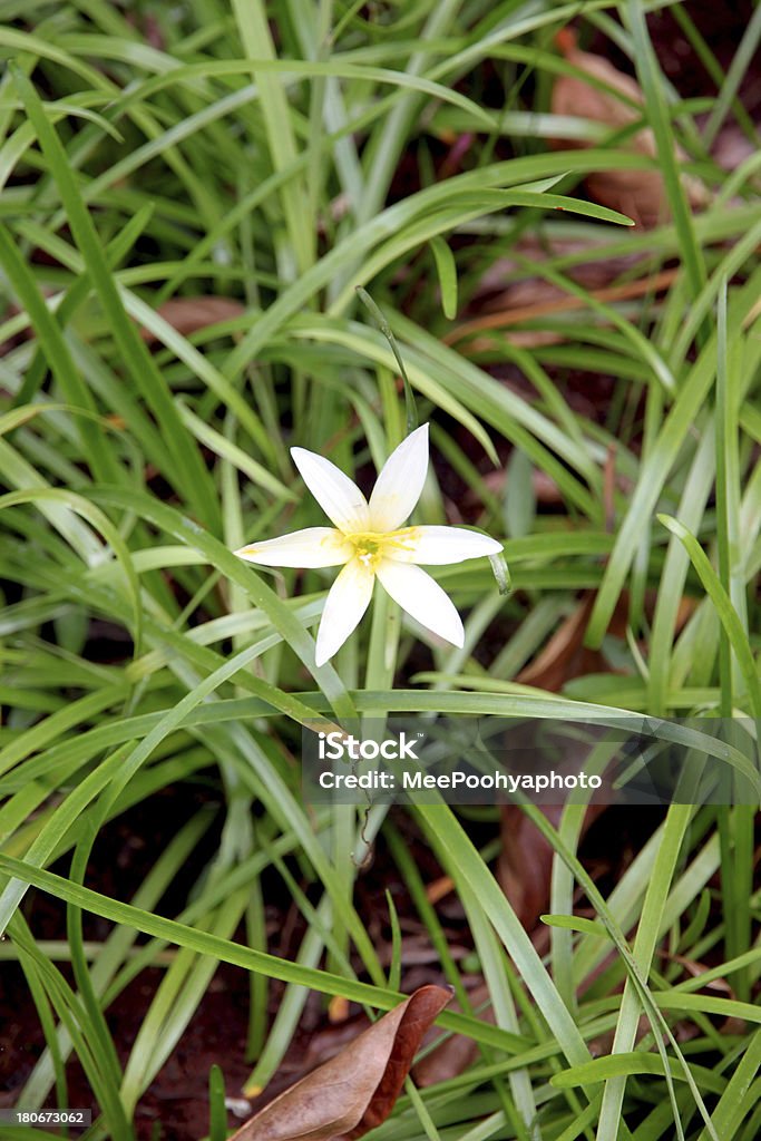 Branco de Flores no jardim. - Royalty-free Abrigar-se Foto de stock