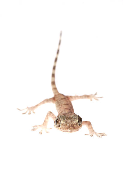 istock animal chinese gecko 180673364
