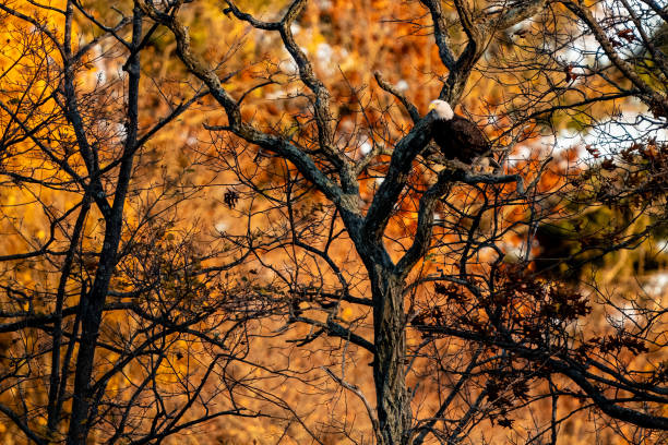 istock A Bald Eagle rests by the wooded lake 1806765361