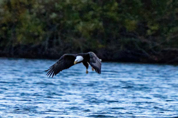 istock A Bald Eagle soars just over the bay searching for a meal 1806765363
