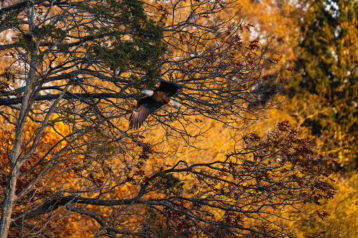 An American Bald Eagle soars though the woods seeking prey ona sunny Autumn afternoon surrounded by colorful fall foliage