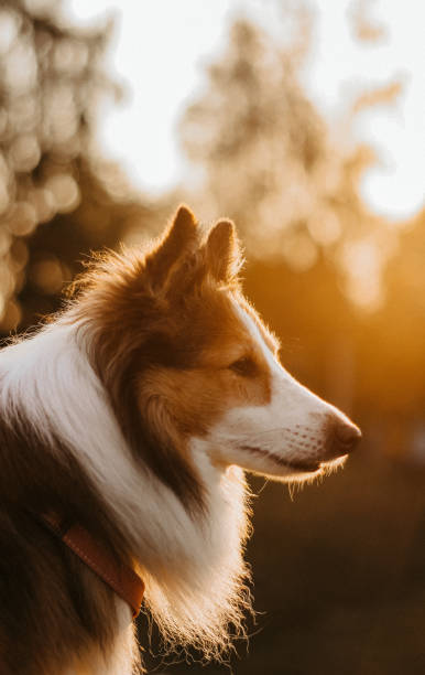 istock A shetland sheepdog on the sunset 1806773589