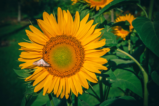Beautiful sunflower in the garden. Vintage style. Toned.