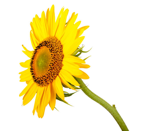 istock Sunflower isolated on white background. Close-up. Nature. 1806785508