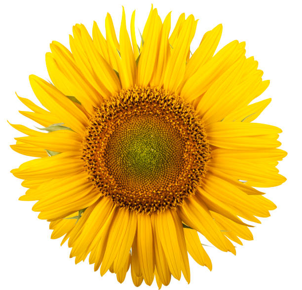 istock Sunflower isolated on white background. Close-up. Nature. 1806785509