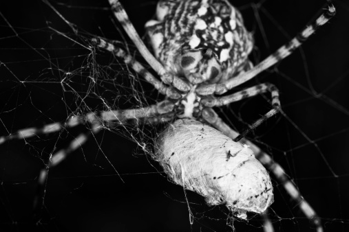 Extreme macro of spider. Black and white.