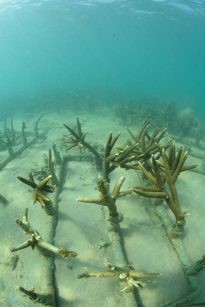 istock Artificial coral reef in the ocean 180679973