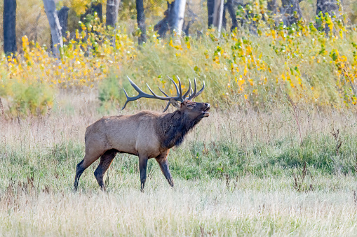 Huge Bull Elk bugling and controlling part of his herd of cow elks in Charles M. Russell wildlife refuge in northern Montana, USA, North America.