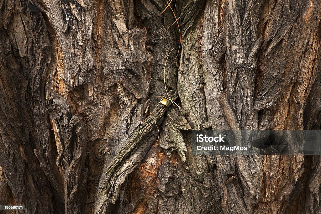 Árbol con textura - Foto de stock de Abstracto libre de derechos