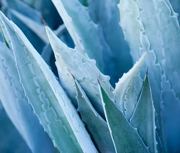 Photo of Agave