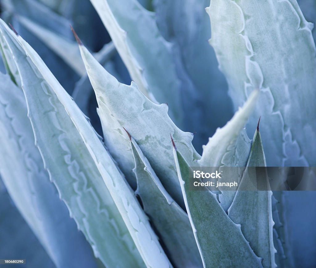 Agave - Royalty-free Macrofotografia Foto de stock