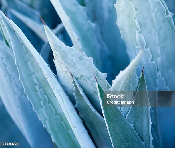 Agave - Fotografias de stock e mais imagens de Macrofotografia - Macrofotografia, Natureza, Flora