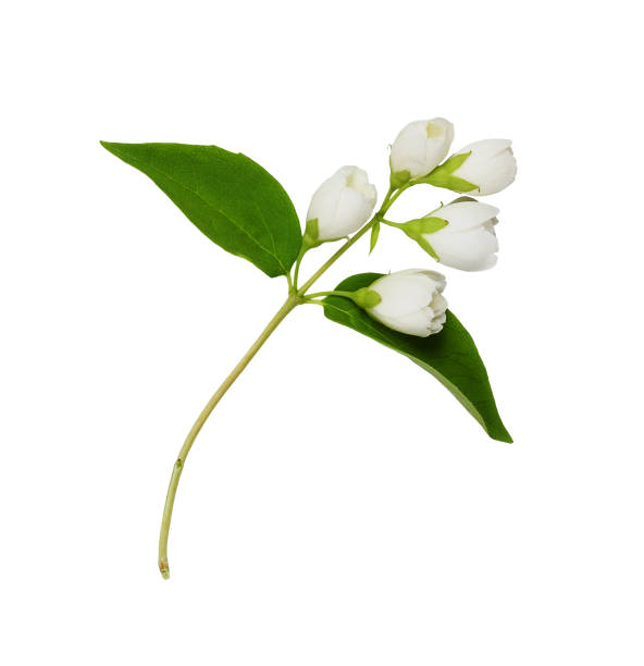 istock Jasmine (Philadelphus) flowers and leaves isolated 1806811058