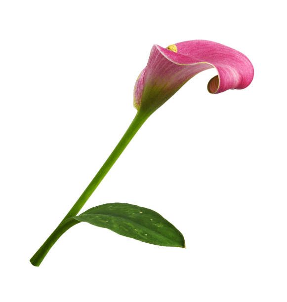 istock Red flower and green leaf of calla (Zantedeschia) isolated 1806811062