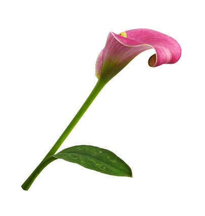 Red flower and green leaf of calla (Zantedeschia) isolated on white