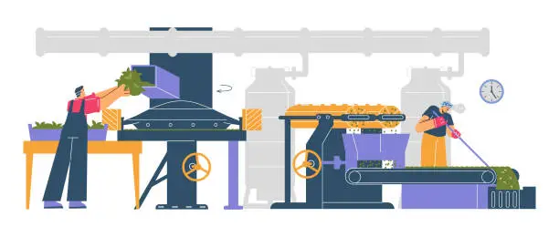 Vector illustration of Tea production facility grading and fermentation harvested leaves process on factory, vector worker puts herb in machine