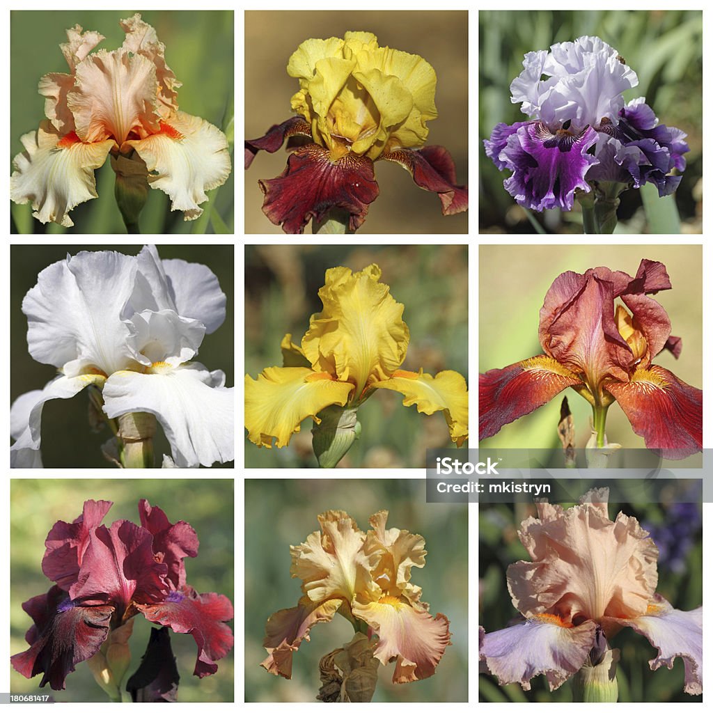 Colagem com íris barbudo flores - Foto de stock de Florença - Itália royalty-free
