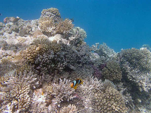 istock snorkeling in the red sea 180681430