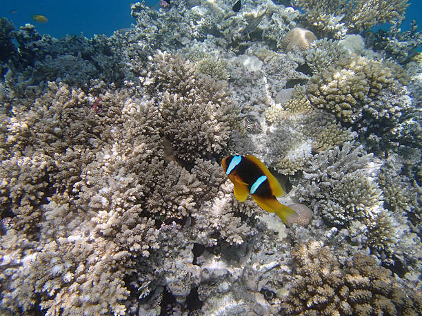 istock snorkeling in the red sea 180681432
