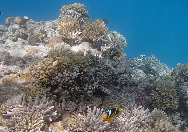 istock snorkeling in the red sea 180681438