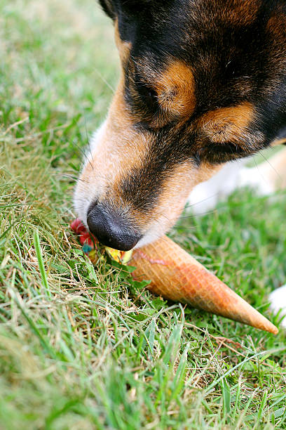 Dog Eating Ice Cream Cone a cute German Shepherd mix breed dog has stolen a dropped ice cream cone and is licking ice cream off the ground outside stealing ice cream stock pictures, royalty-free photos & images