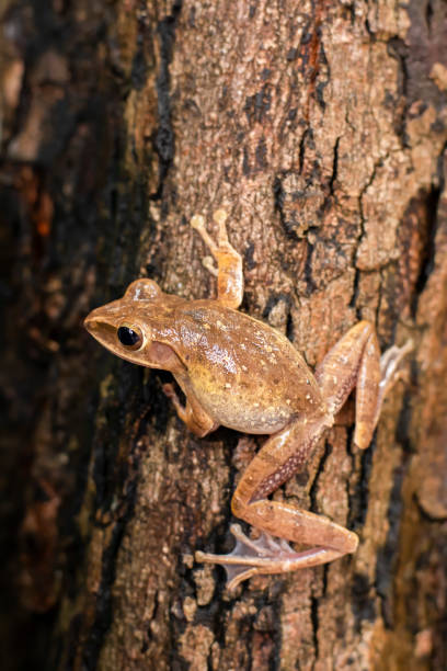 istock Khiad Tapad sits beautifully on a tree 1806818820