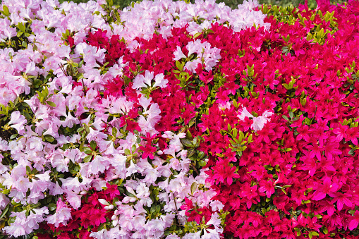 picture of an abundance of azalea flowers with different colors