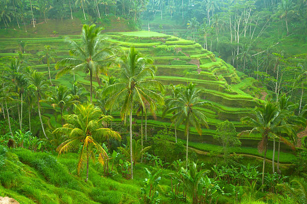 istock Rice fields on Bali island, Indonesia. 180682691