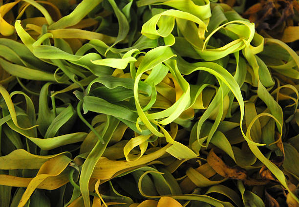 ylang-ylang petals St. John plantation / swidden São João, Caué district, São Tomé and Prícipe / STP: ylang ylang petals - therapeutic actions comprise antidepressant, antiseptic, aphrodisiac, hypotensive, sedative / dried flowers of Ylang ylang, used to extract aromatic oil - Cananga odorata - photo by M.Torres ylang ylang stock pictures, royalty-free photos & images