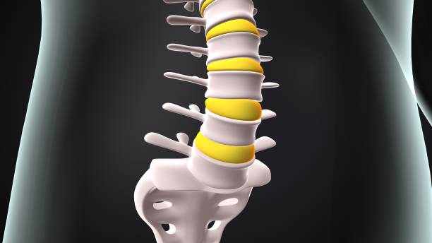 istock 3d illustration of human lumber bone anatomy. 1806833465