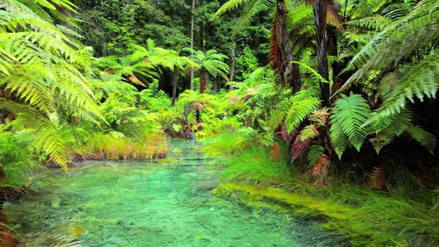 Beautiful Redwoods Whakarewarewa Forest, Rotorua, New Zealand