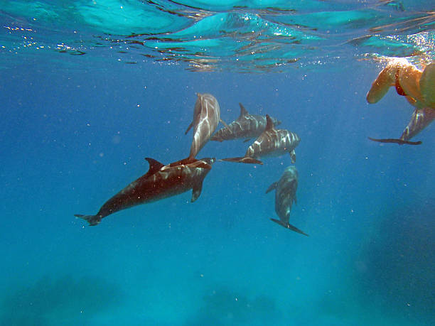 istock snorkeling in the red sea 180683818