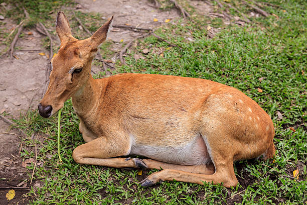 istock Female antelope on ground in park 180684005