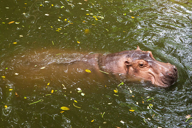 istock Hippopotamus swimming in water 180684007