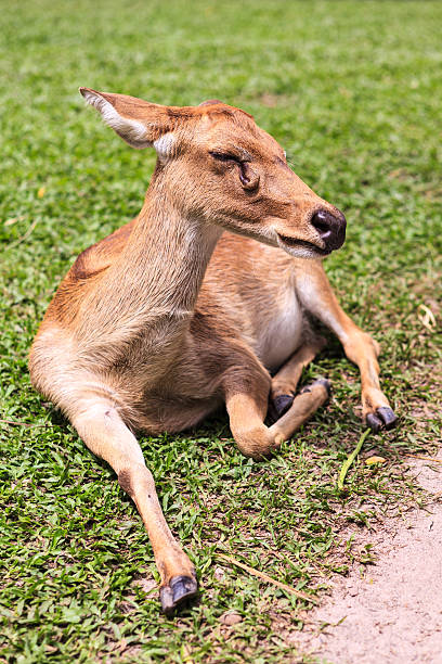 istock Female antelope on ground in park 180684011