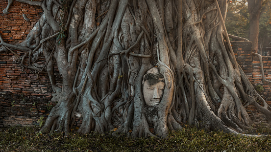 Buddha statue in tree, Ayutthaya, Thailand.