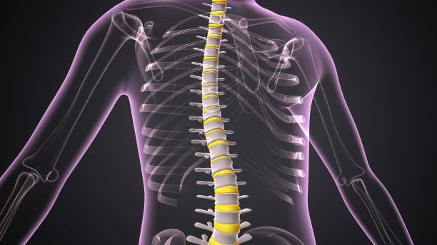 istock human skeleton pelvis,rib,spine and tarsals anatomy. 3d render 1806845643