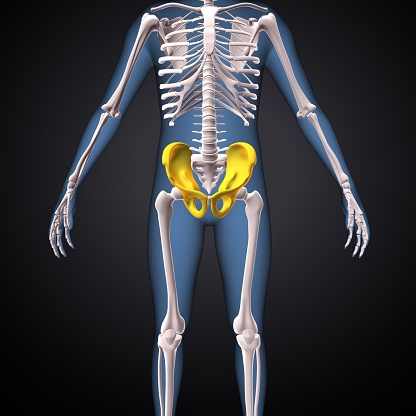 The pelvis is the lower part of the trunk, between the abdomen and the thighs, together with its embedded skeleton. The pelvic region of the trunk includes the bony pelvis, the pelvic, the pelvic floor, below the pelvic cavity, and the perineum, below the pelvic floor.