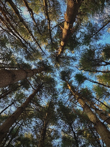 A worm’s view of a forest and the sky. The photo was shot from the ground, and it looks directly up at the trees surrounding the camera, along with the bright blue sky. ￼The forest consists of pine trees that are well groomed and are evenly spread apart. ￼ You can see the sun peeking through and shedding light on a few of the trees.