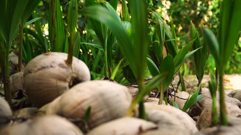 Palm trees sprouting out of coconuts