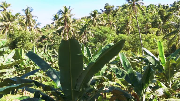 Beautiful dense tropical jungle shot moving through lush palm leaves in the Philippines. Daytime.