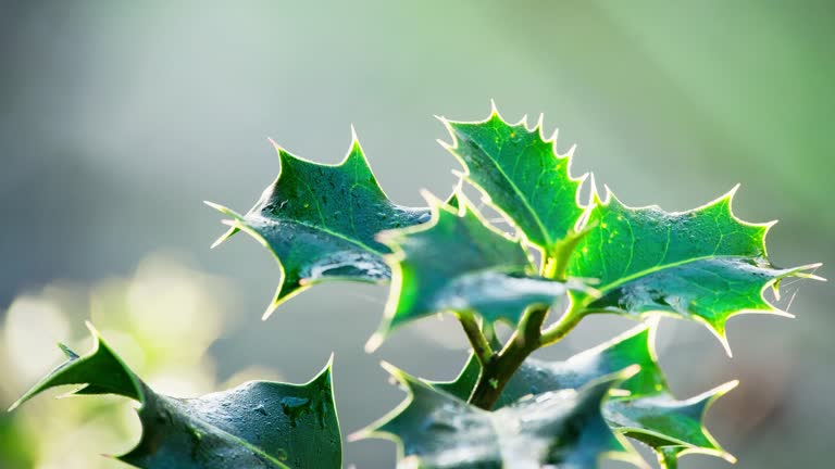 Close-up video showcasing a marvelous holly bush, backlit by the morning sun, green leaves shining, and red Christmas berries glistening with dew.