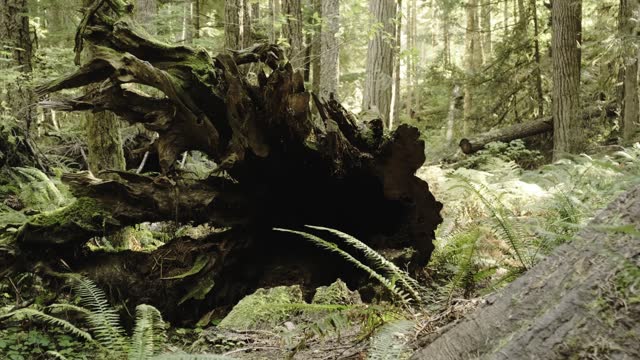 gimbal shot of huge evergreen trees a fallen log and big ferns in the northwest rainforest
