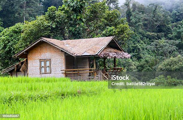 Hut Reis Von Thailand Stockfoto und mehr Bilder von Agrarbetrieb - Agrarbetrieb, Anhöhe, Fotografie