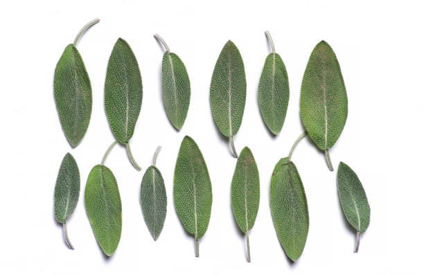 Fresh green sage leaves isolated on white background. Flat lay, top view, pattern